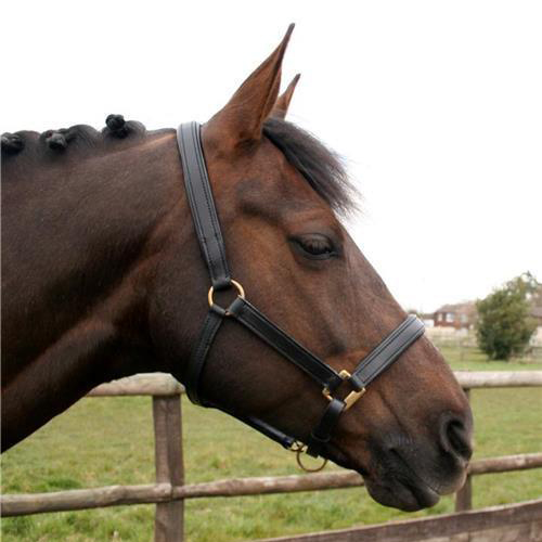 Knight Rider Leather Yearling Headcollar Solid Brass Fittings Fully Adjustable Black